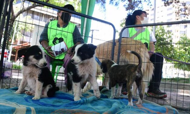 CAMPAÑA DE ADOPCIÓN BUSCA FAMILIAS PARA MÁS DE 15 MASCOTAS