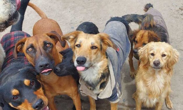 POR FALTA DE REGLAMENTACIÓN DE LA LEY, NO SE PUEDE INSCRIBIR ALBERGUES DE ANIMALES