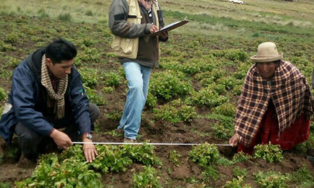 INSA REALIZA EVALUACIONES A CULTIVOS AFECTADOS POR INCLEMENCIAS CLIMÁTICAS