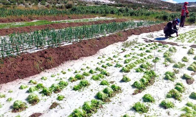 14 COMUNIDADES DE YOCALLA FUERON AFECTADOS POR LA GRANIZADA