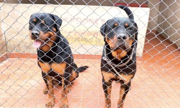 DOS PERROS ROTTWEILER SERÁN SOMETIDOS A EUTANASIA DESPUÉS DE QUE ATACARON A TRES ESTUDIANTIL Y UN MAESTRO