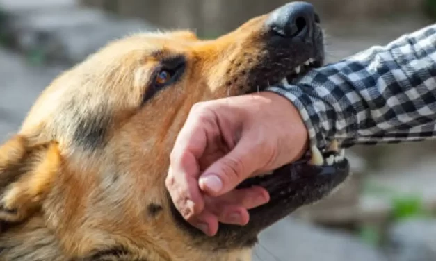 SEDES REGISTRA 3 MORDEDURAS DE PERROS CONTRA PERSONAS POR DÍA