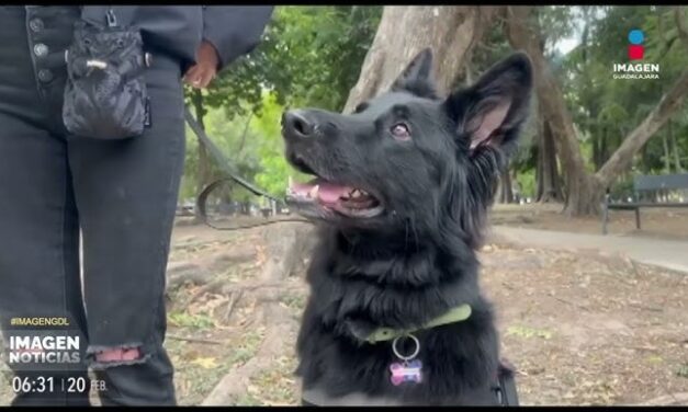 PREPARAN CAMPAÑA DE ESTERILIZACIÓN MASIVA