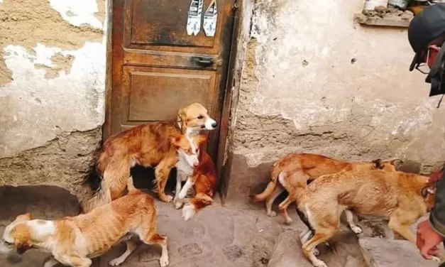 POFOMA RESCATA A 12 PERRITOS EN RIESGO DE SER QUEMADOS POR SU DUEÑO