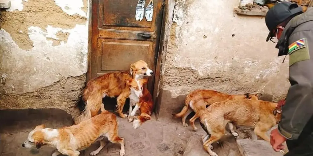 POFOMA RESCATA A 12 PERRITOS EN RIESGO DE SER QUEMADOS POR SU DUEÑO