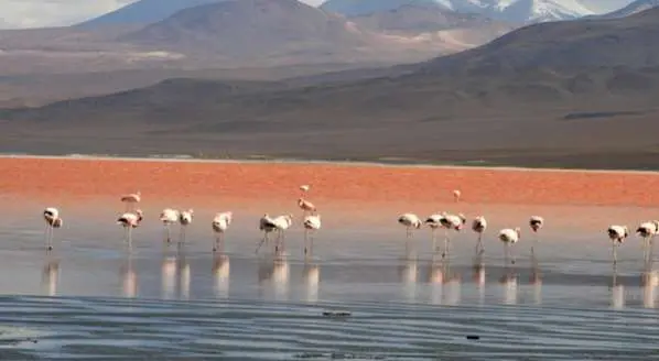 LA TEMPERATURA MÁS BAJA SE REGISTRÓ EN LAGUNA COLORADA