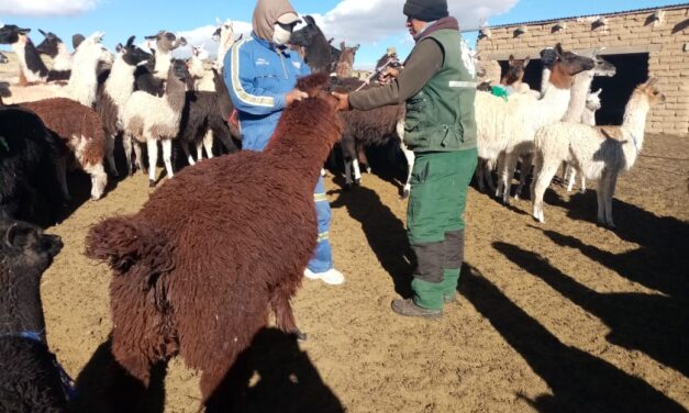 INICIAN CAMPAÑA DE VITAMINIZACIÓN Y DESPARASITACIÓN DE LLAMAS EN BELÉN DE URMIRI PARA PROTEGERLAS DEL FRÍO EXTREMO