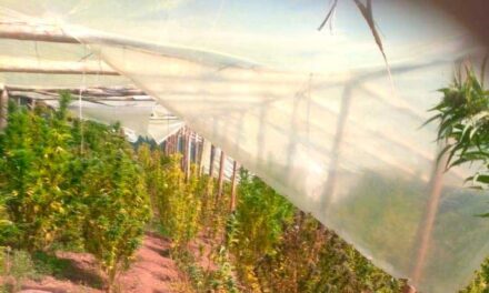 DESDE 2012 SE ADVERTÍA LA EXISTENCIA DE PLANTACIONES DE MARIHUANA EN EL NORTE DE POTOSÍ