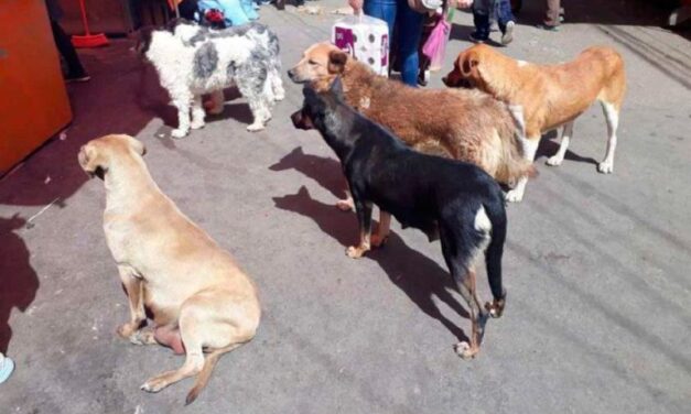 BRIGADAS DE ZOONOSIS RECORREN DISTRITOS CON CAMPAÑA DE ESTERILIZACIÓN