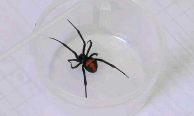 ALERTA EN POTOSÍ: REPORTAN PRESENCIA DE LA ARAÑA VIUDA NEGRA EN VARIAS REGIONES