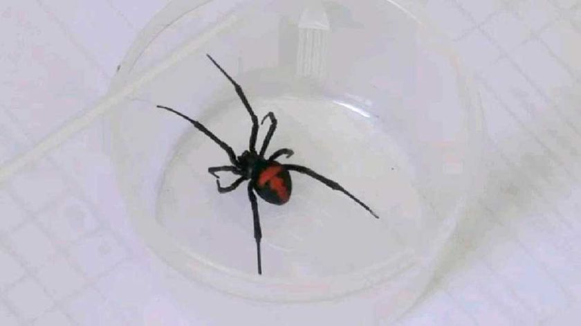 ALERTA EN POTOSÍ: REPORTAN PRESENCIA DE LA ARAÑA VIUDA NEGRA EN VARIAS REGIONES