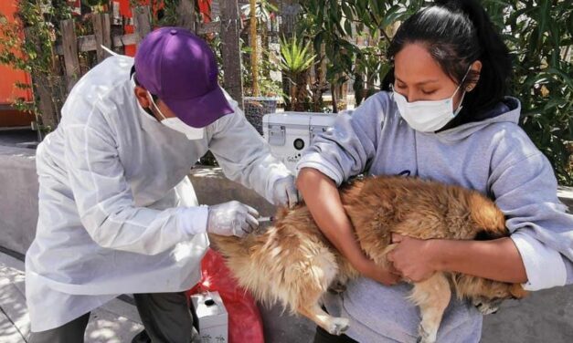 SEDES INSTA A VACUNAR A LAS MASCOTAS PARA PREVENIR ENFERMEDADES