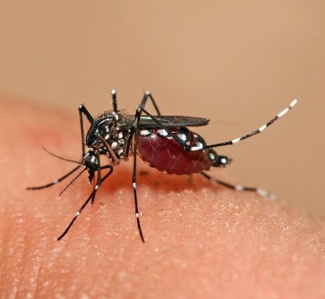 SALUD ATIENE A PACIENTE CON CHIKUNGUNYA EN POTOSÍ