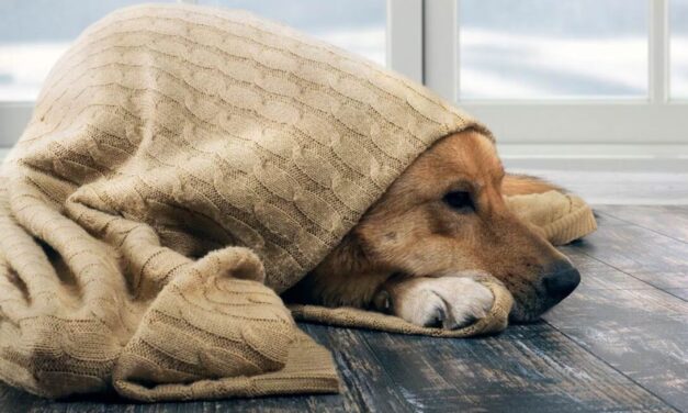 PROTEJAMOS A LOS ANIMALES DEL FRÍO: PIDEN CUIDADO ANTE LAS BAJAS TEMPERATURAS