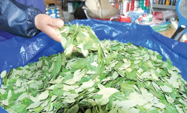 DISMINUYE EL CONSUMO DE HOJA DE COCA EN POTOSÍ DEBIDO A LA ELEVACIÓN DE PRECIOS