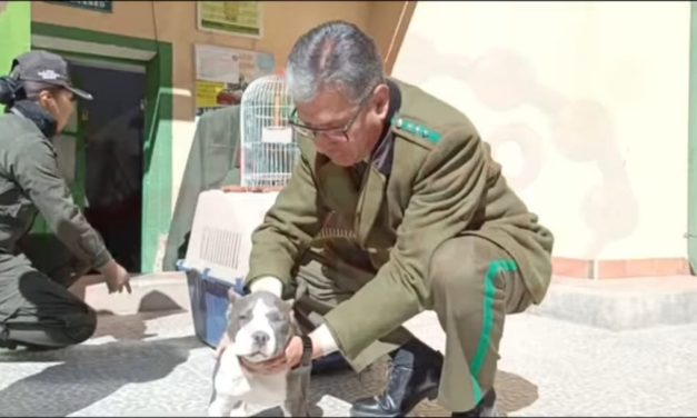 POFOMA RESCATA ANIMALES SILVESTRES Y DOS PERROS DE RAZA PELIGROSA