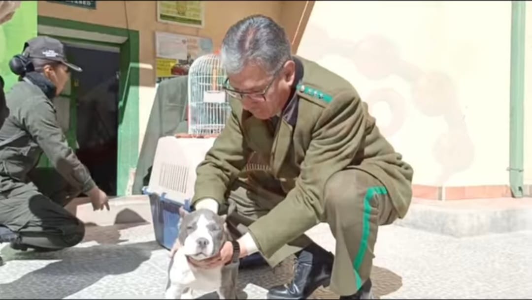 POFOMA RESCATA ANIMALES SILVESTRES Y DOS PERROS DE RAZA PELIGROSA