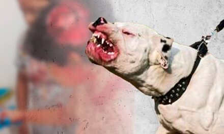NIÑO DE 7 AÑOS FUE MORDIDO EN EL ROSTRO POR UN PERRO EN LA ZONA SAN ROQUE