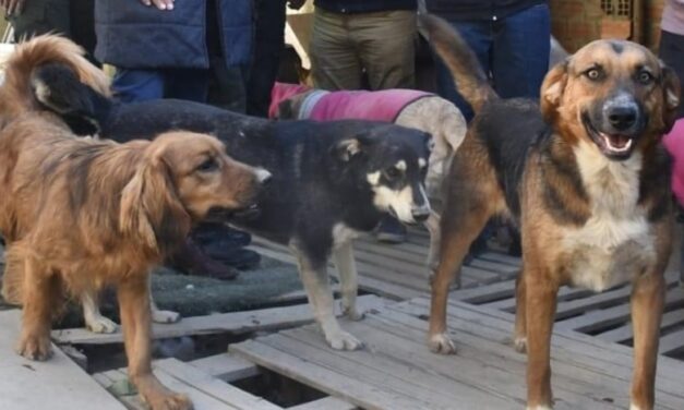 17 PERROS INSTITUCIONALIZADOS EN DIFERENTES ENTIDADES
