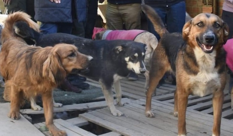 17 PERROS INSTITUCIONALIZADOS EN DIFERENTES ENTIDADES