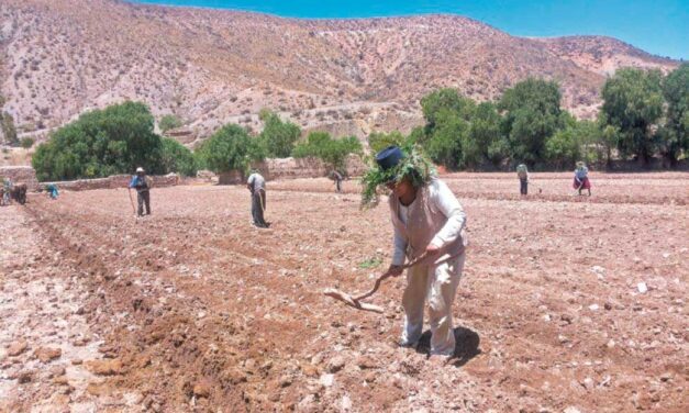 A PARTIR DEL 20 DE SEPTIEMBRE INICIA LA SIEMBRA GRANDE DE CULTIVOS EN POTOSÍ