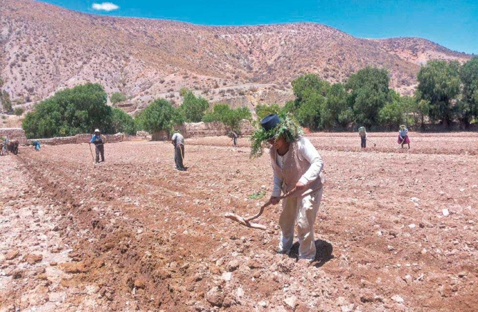 A PARTIR DEL 20 DE SEPTIEMBRE INICIA LA SIEMBRA GRANDE DE CULTIVOS EN POTOSÍ