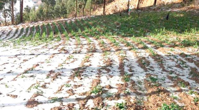 GRANIZADAS CAUSAN DAÑOS EN CULTIVOS DE DURAZNO EN TRES MUNICIPIOS DE POTOSÍ