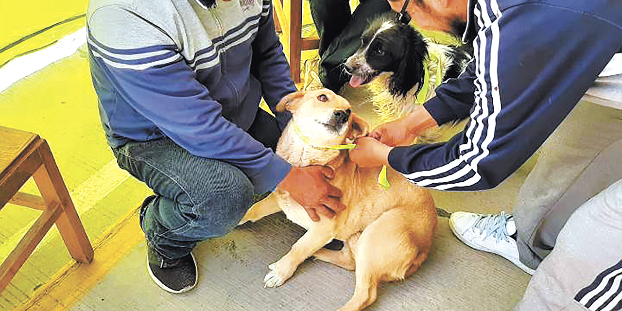 CAMPAÑA ANTIRRÁBICA PARA PERROS Y GATOS: 29 Y 30 DE NOVIEMBRE