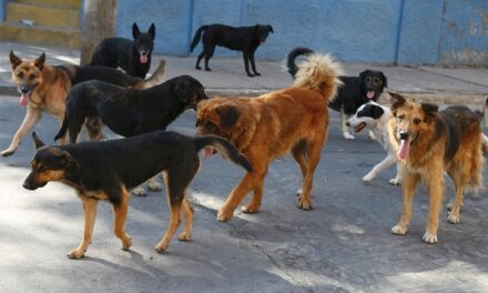 ZOONOSIS ATENDIÓ 300 CASOS DE MORDEDURAS DE PERROS EN LO QUE VA DEL AÑO