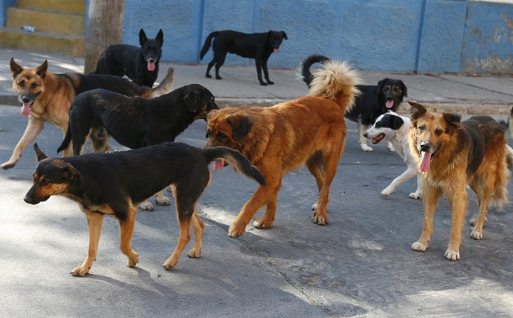 ZOONOSIS ATENDIÓ 300 CASOS DE MORDEDURAS DE PERROS EN LO QUE VA DEL AÑO