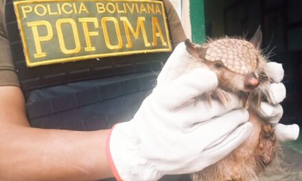 POFOMA RESCATÓ DOS HALCONES PEREGRINOS Y UN QUIRQUINCHO