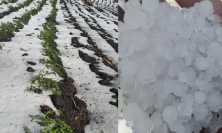 FUERTES GRANIZADAS AFECTARON A VARIAS COMUNIDADES DE CHAQUI Y RAVELO