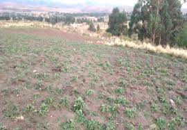 CERCA DE 400 FAMILIAS PERDIERON SUS CULTIVOS POR INTENSAS GRANIZADAS EN POTOSÍ