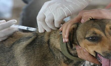 ÚLTIMAN DETALLES PARA LA CAMPAÑA DE VACUNACIÓN ANTIRRÁBICA EN PERROS Y GATOS