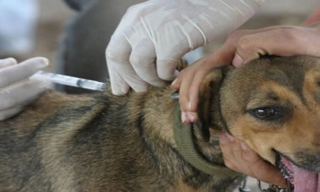 ÚLTIMAN DETALLES PARA LA CAMPAÑA DE VACUNACIÓN ANTIRRÁBICA EN PERROS Y GATOS