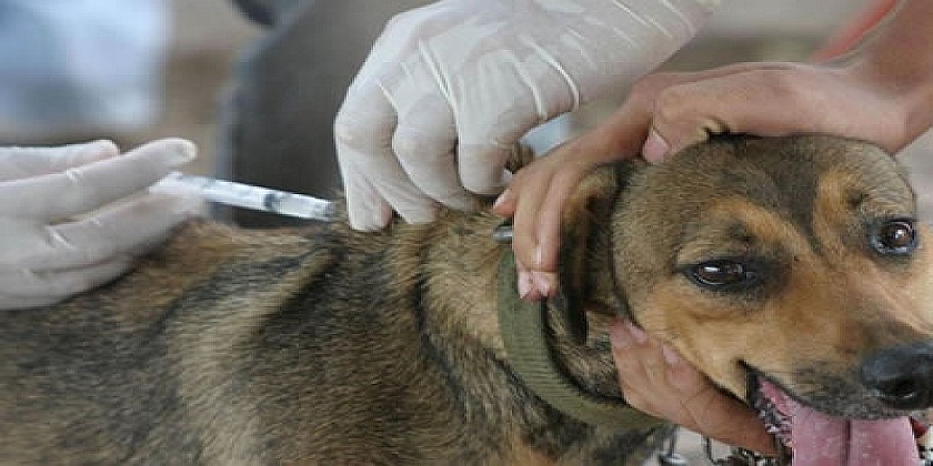 ÚLTIMAN DETALLES PARA LA CAMPAÑA DE VACUNACIÓN ANTIRRÁBICA EN PERROS Y GATOS