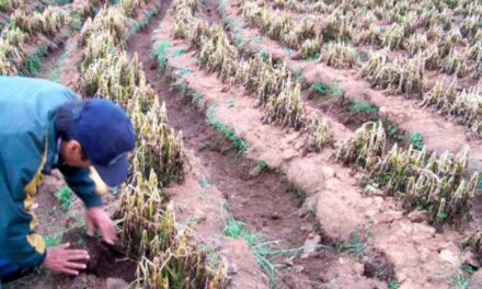 EN LA ÚLTIMA CAMPAÑA AGRÍCOLA SE AFECTÓ A 5.000 FAMILIAS EN POTOSÍ