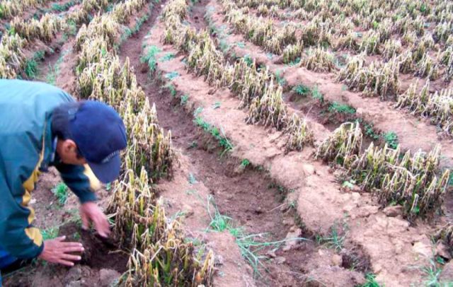 EN LA ÚLTIMA CAMPAÑA AGRÍCOLA SE AFECTÓ A 5.000 FAMILIAS EN POTOSÍ