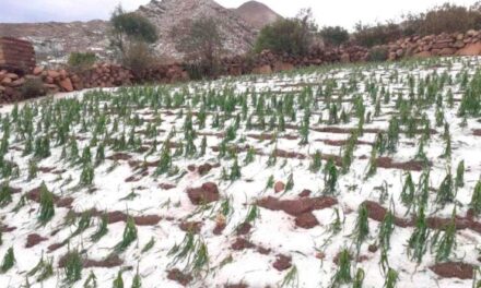 MÁS DE 14.000 FAMILIAS SUFREN PÉRDIDAS POR HELADAS Y GRANIZADAS EN EL DEPARTAMENTO DE POTOSÍ