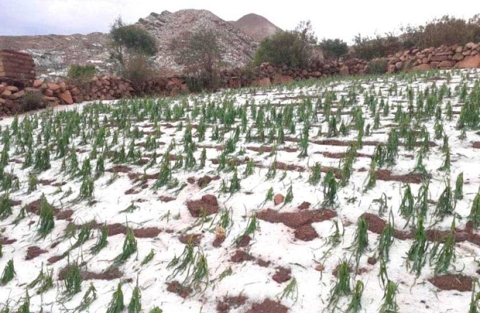 MÁS DE 14.000 FAMILIAS SUFREN PÉRDIDAS POR HELADAS Y GRANIZADAS EN EL DEPARTAMENTO DE POTOSÍ