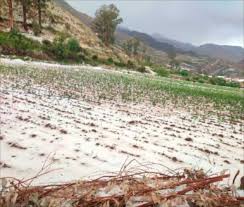 MUNICIPIO DE CAIZA-D SE DECLARA ZONA DE DESASTRE NATURAL POR PÉRDIDA MASIVA DE PRODUCCIÓN AGRÍCOLA