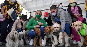 SEDES PROPONE LEY PARA LA PROTECCIÓN DE ANIMALES EN EL ÁREA RURAL