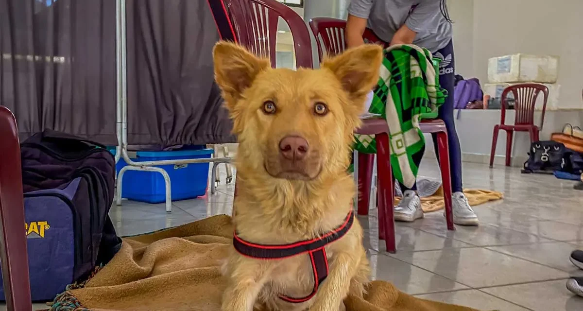 ASOCIACIÓN PROTECTORA DE ANIMALES IMPULSA LEY DE ESTERILIZACIONES GRATUITAS