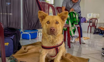 ASOCIACIÓN PROTECTORA DE ANIMALES IMPULSA LEY DE ESTERILIZACIONES GRATUITAS