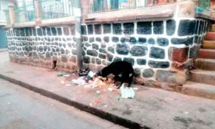 PREOCUPA EL CRECIMIENTO DE LA POBLACIÓN CANINA EN LA ZONA VILLA MECÁNICOS
