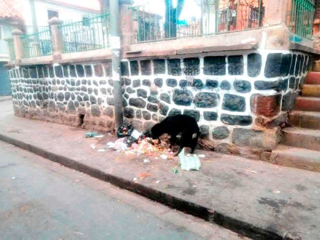 PREOCUPA EL CRECIMIENTO DE LA POBLACIÓN CANINA EN LA ZONA VILLA MECÁNICOS