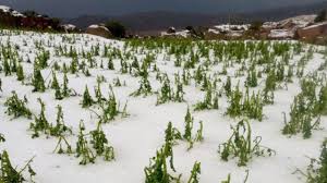MÁS DE 23.000 FAMILIAS Y 11.000 HECTÁREAS AFECTADAS POR GRANIZADAS EN POTOSÍ