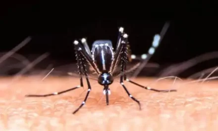 SEDES CONFIRMA 31 CASOS DE CHIKUNGUNYA EN EL DEPARTAMENTO