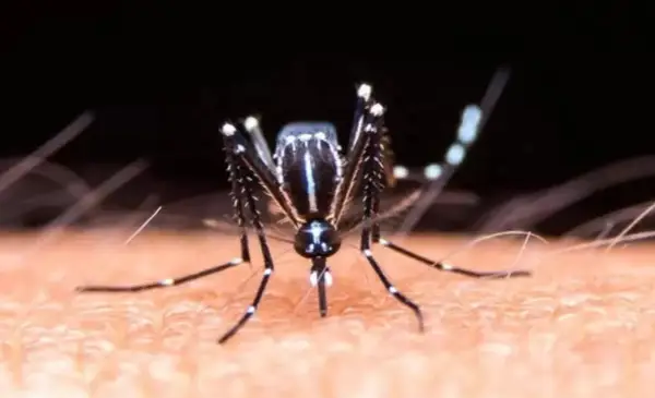 SEDES CONFIRMA 31 CASOS DE CHIKUNGUNYA EN EL DEPARTAMENTO