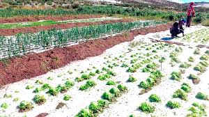 SEIS MUNICIPIOS DE POTOSÍ SE DECLARAN EN DESASTRE NATURAL